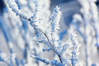 选择性，聚焦摄影，磨砂，树枝，蓝色，寒冷，ze，霜冻