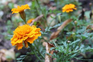 花，黄色，自然，黄色的花，植物，自然，季节，五颜六色