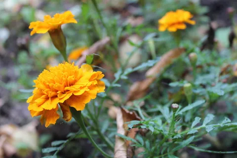 花,黄色,自然,黄色的花,植物,自然,季节,五颜六色 花,黄色,自然,黄色的花,植物,自然,季节,五颜六色