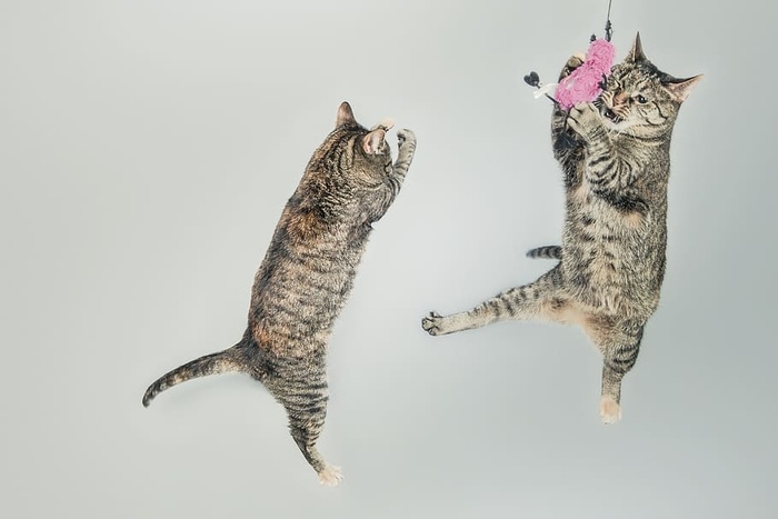 猫，跳跃，玩耍，顽皮，猫，小猫，家养，可爱