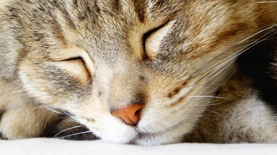 聊天，加图，哺乳动物，动物主题，动物，猫，一个动物，猫