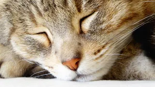 聊天，加图，哺乳动物，动物主题，动物，猫，一个动物，猫