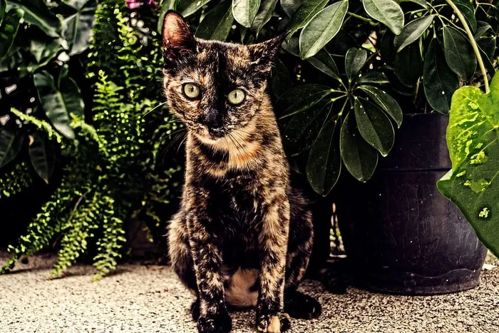 自然、动物、哺乳动物、可爱、肖像、户外、外观、动物主题