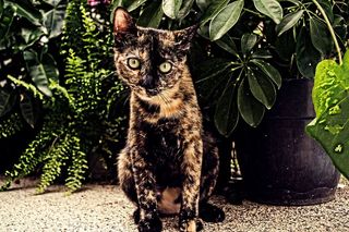 自然、动物、哺乳动物、可爱、肖像、户外、外观、动物主题