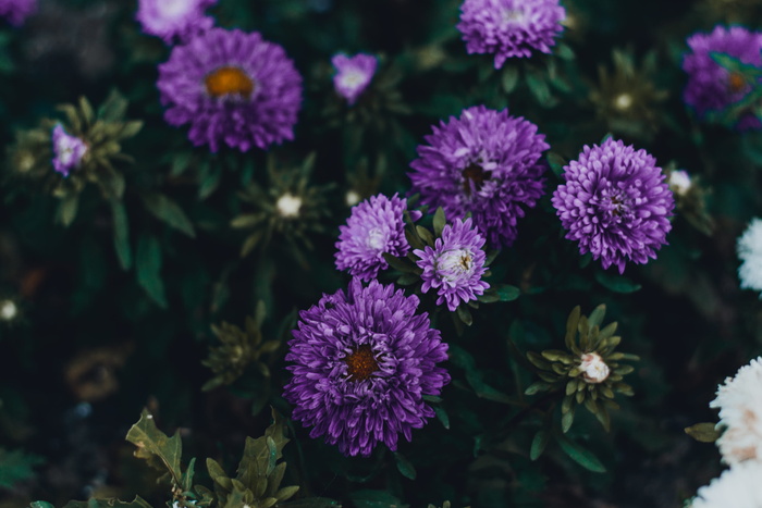 紫花