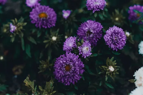 紫花 紫花