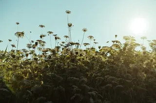 野花伸手去晒太阳照片