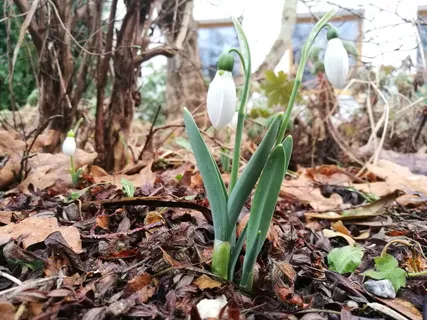 森林，三月，春天，三月8日，蔬菜园，雪花莲，prolisok，8 bereznev
