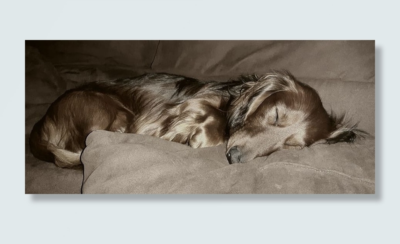 肖像，狗，达克斯猎犬，长毛达克斯猎犬，达克斯猎犬，睡眠，疲劳，放松