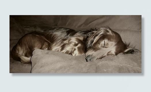 肖像，狗，达克斯猎犬，长毛达克斯猎犬，达克斯猎犬，睡眠，疲劳，放松