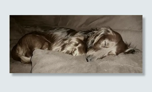 肖像，狗，达克斯猎犬，长毛达克斯猎犬，达克斯猎犬，睡眠，疲劳，放松