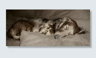 肖像，狗，达克斯猎犬，长毛达克斯猎犬，达克斯猎犬，睡眠，疲劳，放松