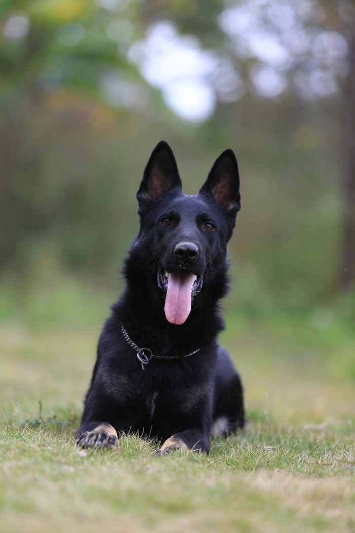 德国牧羊犬，黑色ddr，忠诚，一只动物，宠物，家养动物，家养，哺乳动物