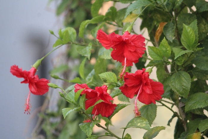 芙蓉、月季、花朵、红色、植物、束、开花植物、大自然之美