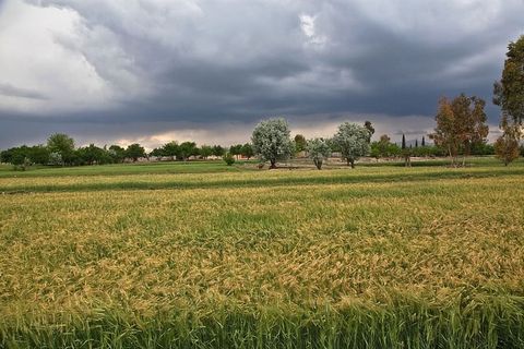 风暴,风,风暴,田野,自然,自然景观,阿富汗,植物 风暴,风,风暴,田野,自然,自然景观,阿富汗,植物