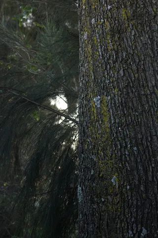 南非，桑顿，福威，苔藓，真菌，树木，对比，背光