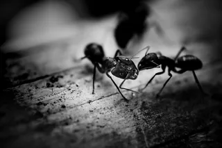Black Ants
