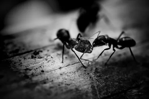 Black Ants Black Ants