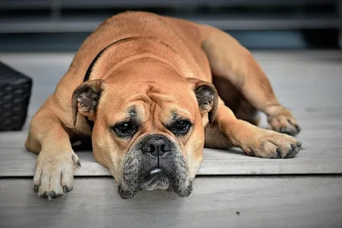 成年美国斗牛犬,狗,动物,大陆斗牛犬,宠物,动物肖像,睡眠,野生动物摄影 成年美国斗牛犬,狗,动物,大陆斗牛犬,宠物,动物肖像,睡眠,野生动物摄影