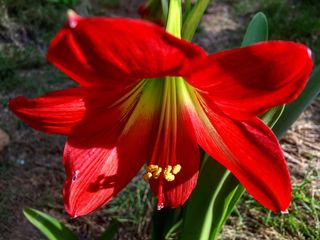 by，iphone，6s，plus，开花植物，花，花瓣，植物