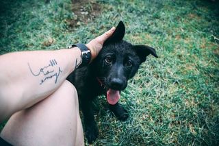 可爱，小狗，狗，动物，宝宝，可爱的小狗，可爱的狗，小动物