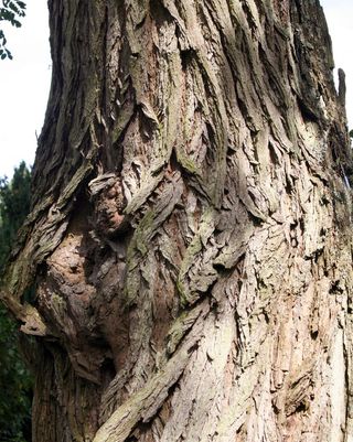 脸, 树皮, 女性, 树皮上的脸, 树上的女性脸, 鱼梁木树, 权力的游戏, 树皮在脸的形状