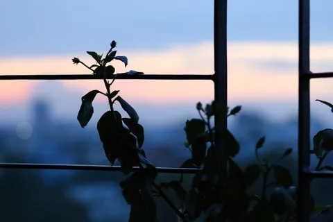 金属框旁花朵剪影照片 金属框旁花朵剪影照片