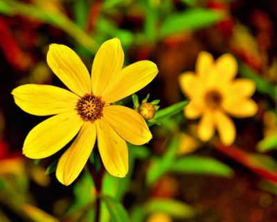 花，自然，叶，植物，绿色，花园，开花植物，脆弱性