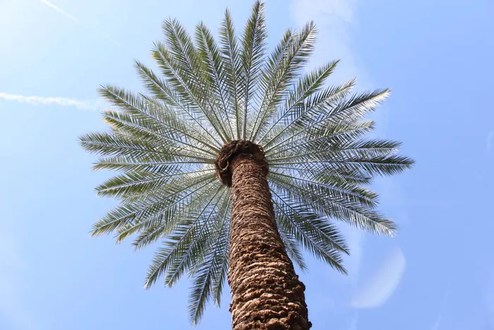 美国，坦佩，棕榈树，天空，亚利桑那州，树木，热带气候，低角度视图