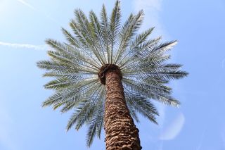 美国，坦佩，棕榈树，天空，亚利桑那州，树木，热带气候，低角度视图