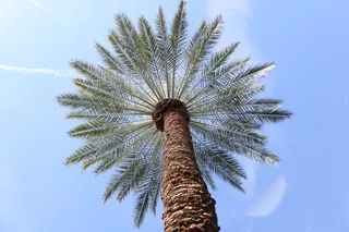 美国，坦佩，棕榈树，天空，亚利桑那州，树木，热带气候，低角度视图