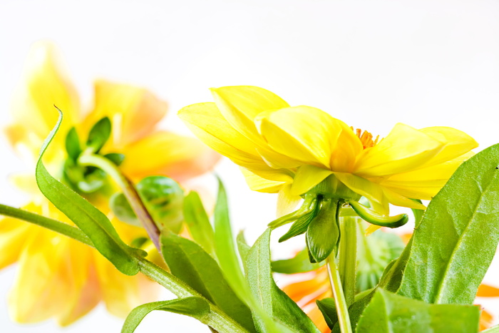 花，花，盛开，白色，盛开，红色，夏天，黄色