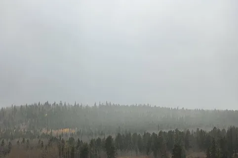 雾,森林,自然,树木,树木,景观,风景,户外 雾,森林,自然,树木,树木,景观,风景,户外
