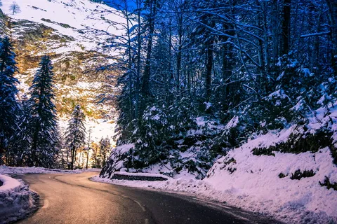 路旁树木 路旁树木