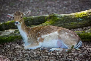 野生，狍，dybowskiwild，doe，动物主题，动物，野生动物，哺乳动物