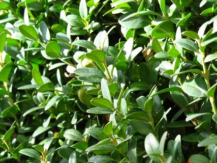 书,黄杨木,灌木,长春花,绿色,普通黄杨木,黄杨,黄杨 书,黄杨木,灌木,长春花,绿色,普通黄杨木,黄杨,黄杨