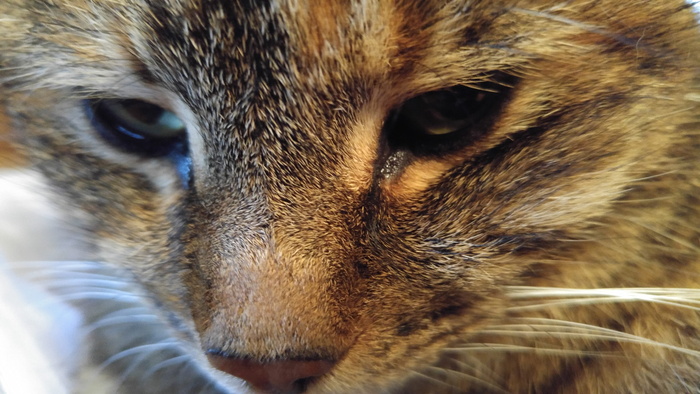 加拿大，尼亚加拉湖上，猫，动物，一个动物，动物主题，动物，哺乳动物