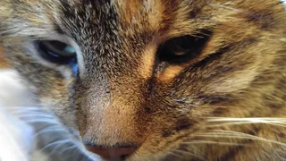 加拿大，尼亚加拉湖上，猫，动物，一个动物，动物主题，动物，哺乳动物