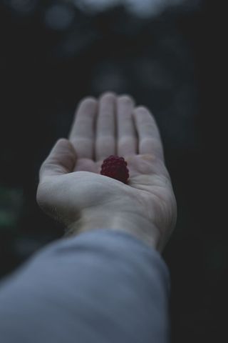 持有覆盆子、水果、植物、农产品、食品、植物、覆盆子、脚趾的人