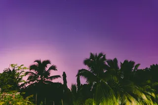 棕榈树剪影照片