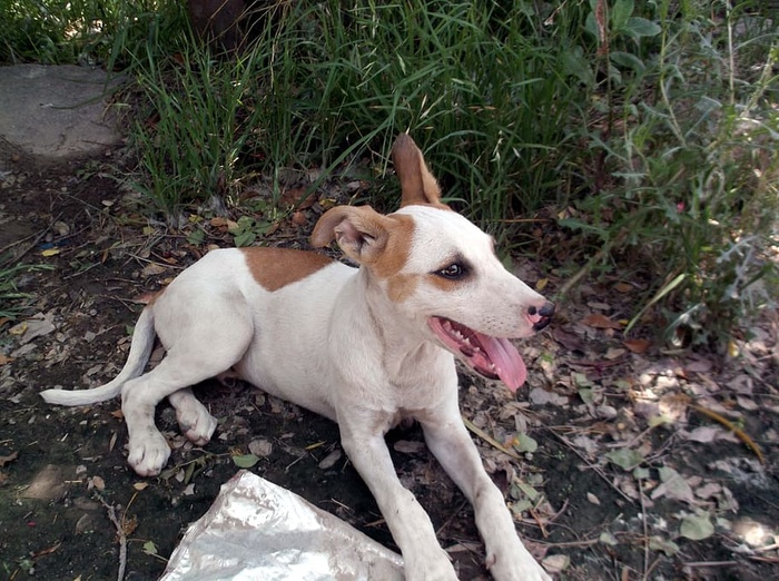 阳光明媚的日子里，一只可爱的小狗独自坐着