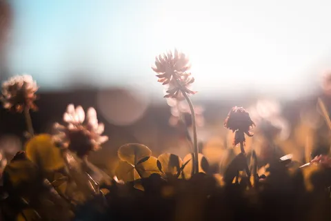 阳光下花的选择性聚焦摄影 阳光下花的选择性聚焦摄影
