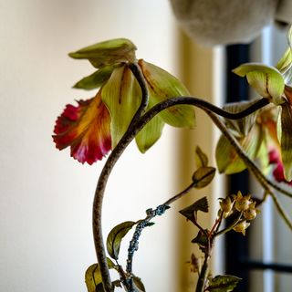 树，树枝，树枝，叶子，植物，花，五颜六色，五彩缤纷