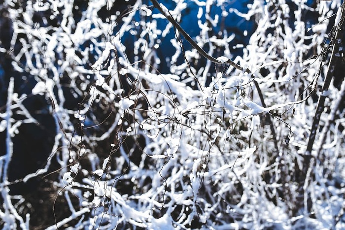 雪树特写