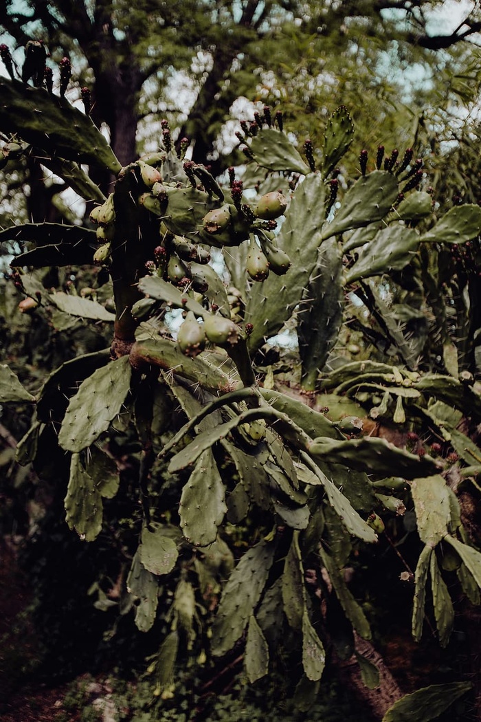 葡萄牙里斯本贝伦热带植物园
