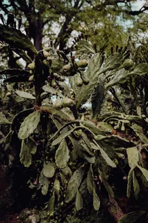 葡萄牙里斯本贝伦热带植物园 葡萄牙里斯本贝伦热带植物园