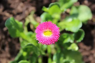 bellis，daisy，pink，bellis哲学，开花，开花，开花，开花植物