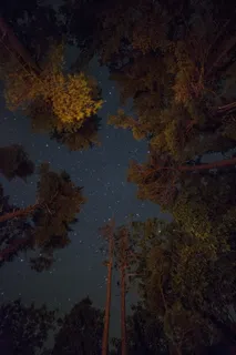绿树的低角度拍摄和 绿树的低角度拍摄和