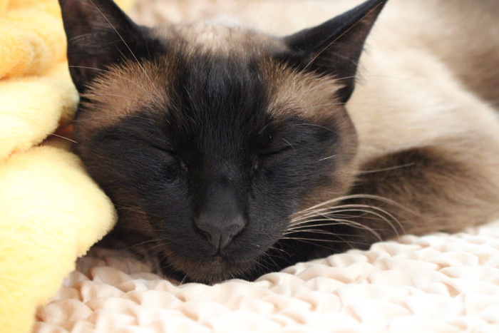 猫、宠物、睡眠、灭泽、休息、放松、宾至如归、冥想