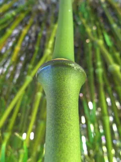 竹子,结,节,茎,竹节,绿色,竹竿,甘草 竹子,结,节,茎,竹节,绿色,竹竿,甘草